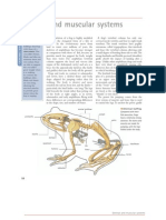 Skeletal and Muscular System of Frogs