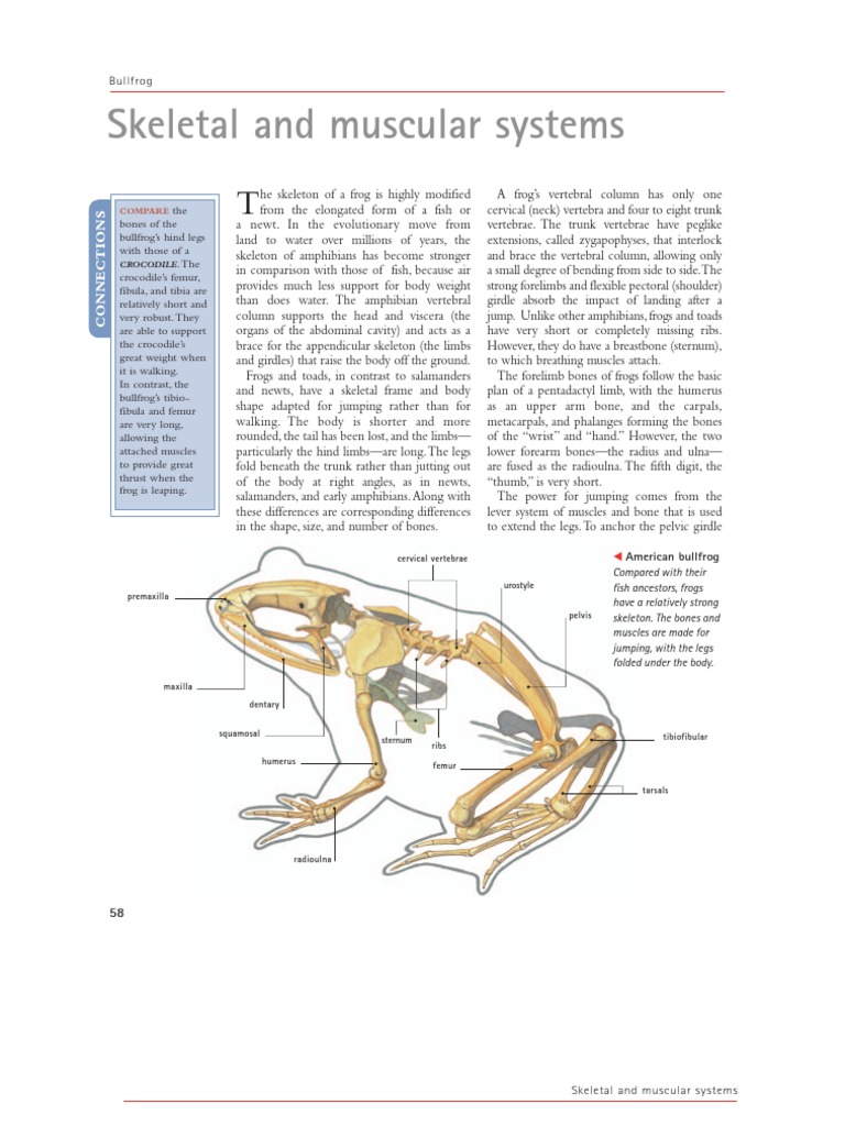 Skeletal and Muscular System of Frogs | PDF | Meiosis | Ploidy