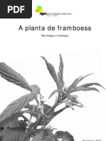 Framboesa Morfologia e Fisiologia
