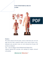 Human Body Muscles With Internal Organs Catalog Number: GD/A10001