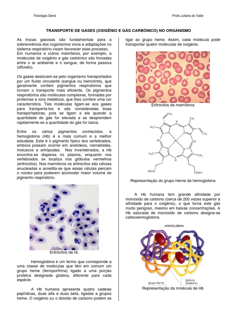 Transporte de Gases no Organismo | PDF | Hemoglobina | Sangue