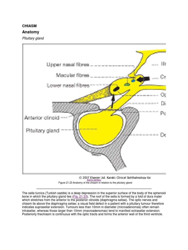 3 Chiasm Human Anatomy Medical Specialties