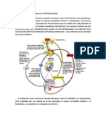 Regulación Hormonal