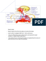 Nasal Cavity