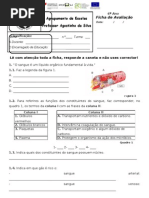 3ª FA sistema circulatório