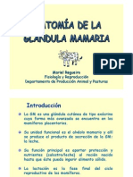Anatomia de La Glandula Mamaria Diap PDF