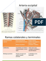 Carotida Externa