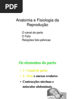Anatomia Do Partp
