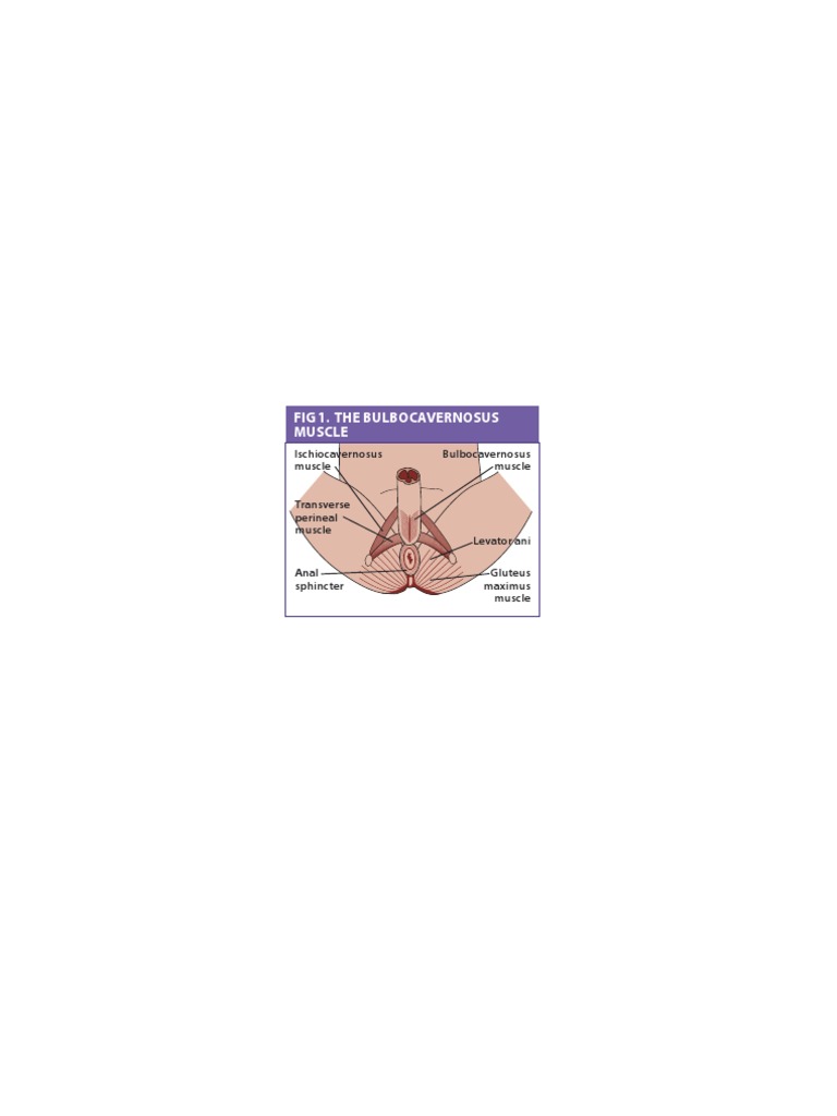 Anatomy of the Bulbocavernosus Muscle | PDF