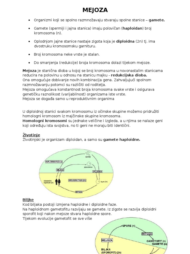 MEJOZA | PDF