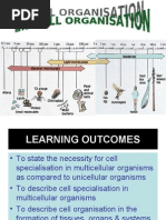 Download 21 Cell Organisation by liefeng81 SN12614691 doc pdf