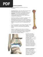 Conceito de Sistema Esqueletico