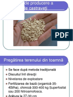 Producerea Seminte de Castraveti