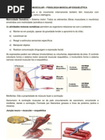 Contração muscular - sistema cardiovascular.pdf