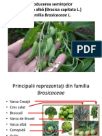 Producerea Sem. de Varza