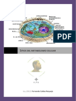 Sitios Del Metabolismo Celular