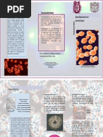 Download Saccharomyces cerevisiae by Karen Hernndez SN126330233 doc pdf