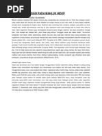 Download Proses Preservasi Fosil by Febry Minerva Salsinha SN126360944 doc pdf