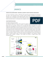 NERVOS ÓCULOMOTORES: FUNÇÕES E ANATOMIA