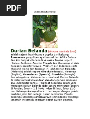 Durian Belanda