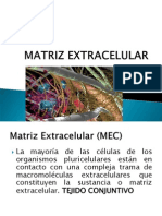Matriz Extracelular PDF