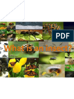 Insects