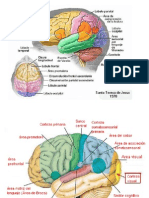Imagenes Encefalo