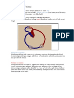 Circulation of Blood