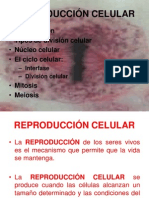 Reproduccion Celular