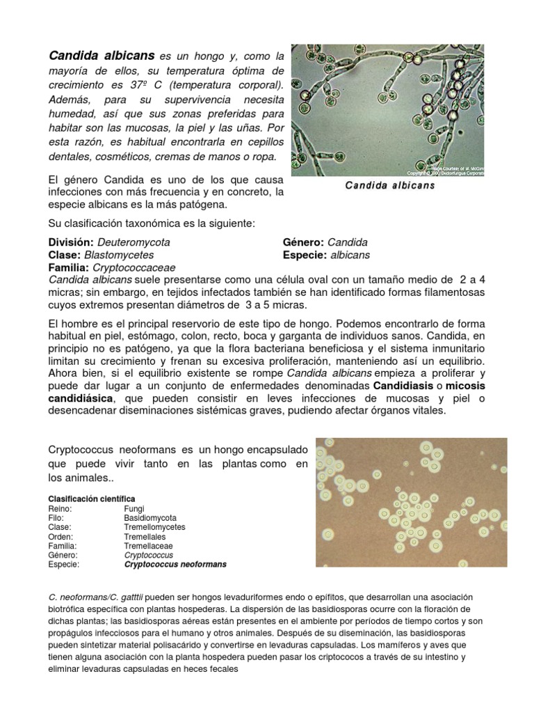 Características de Candida albicans | PDF | Hongo | Biología