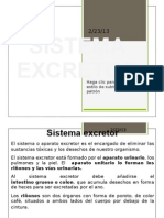 Sistema Excretor