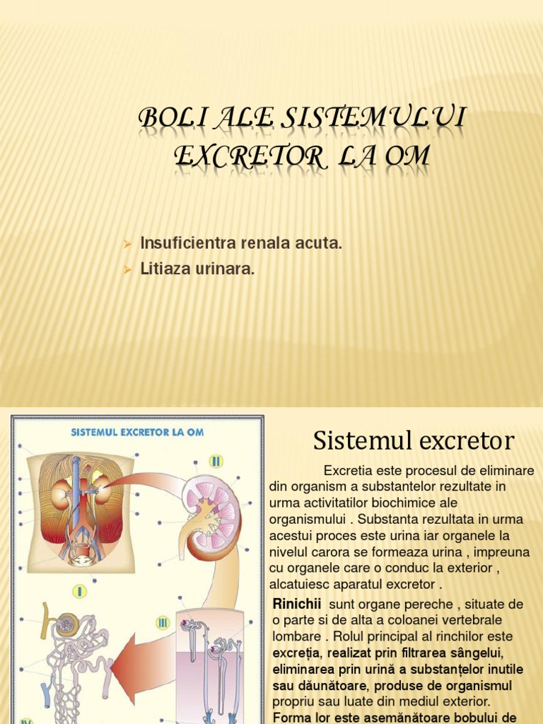Bolile Sistemului Excretor | PDF