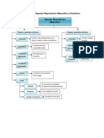 Mapa Conceptual Etapas Del Embarazo | PDF