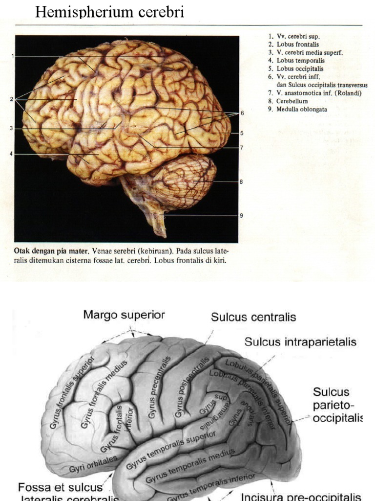 Hemispherium Cerebri | PDF | Brain | Cerebral Cortex