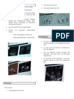 Male Genital Tract