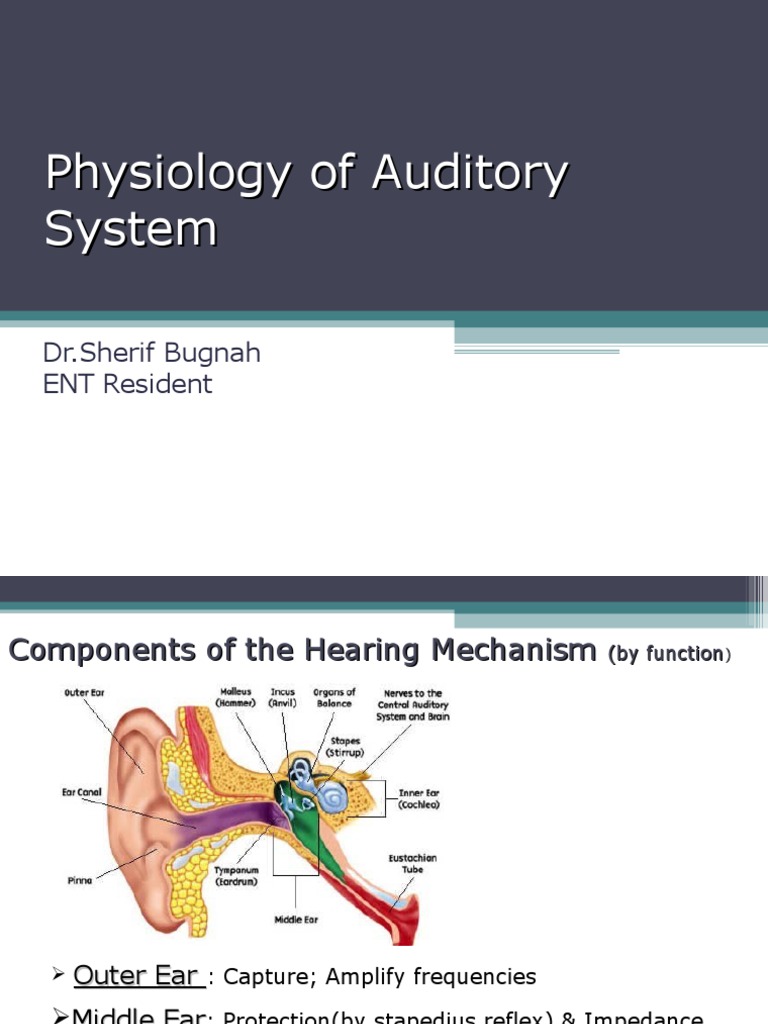 Physiology of the Auditory System | PDF | Auditory System | Ear