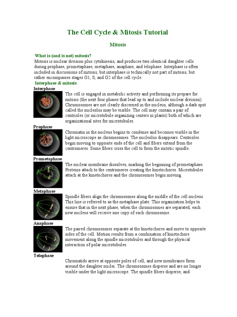 The Cell Cycle (Mitosis) | PDF | Mitosis | Cell Anatomy