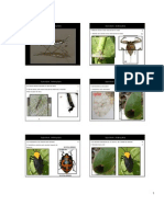 Chaves de Heteroptera PDF