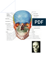 Esquema Huesos Cabeza