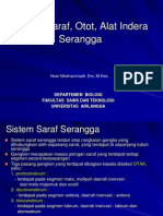 Sistem Saraf, Otot, Dan Alat Indera Serangga - 2