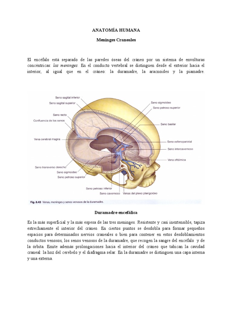 Anatomia Meninges | PDF