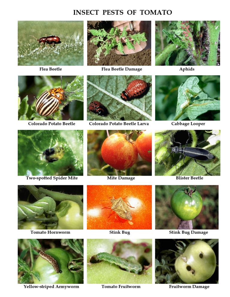 Tomatoinsects PDF | PDF