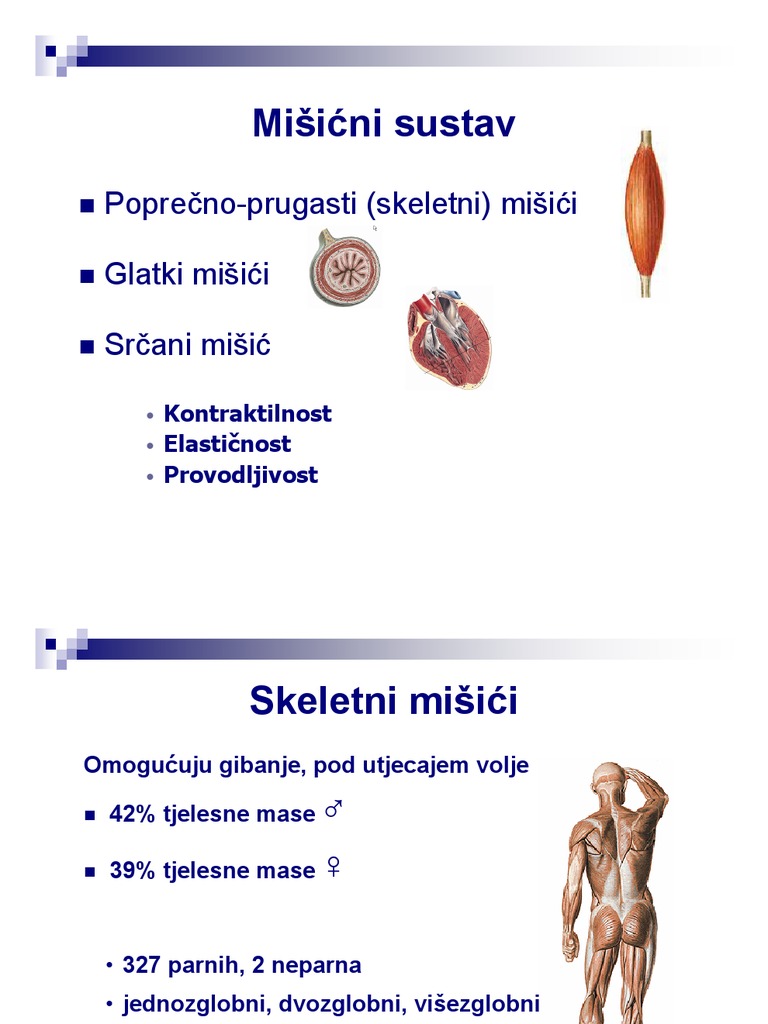 Misicni Sustav | PDF