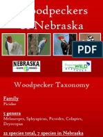 Woodpeckers of Nebraska PowerPoint
