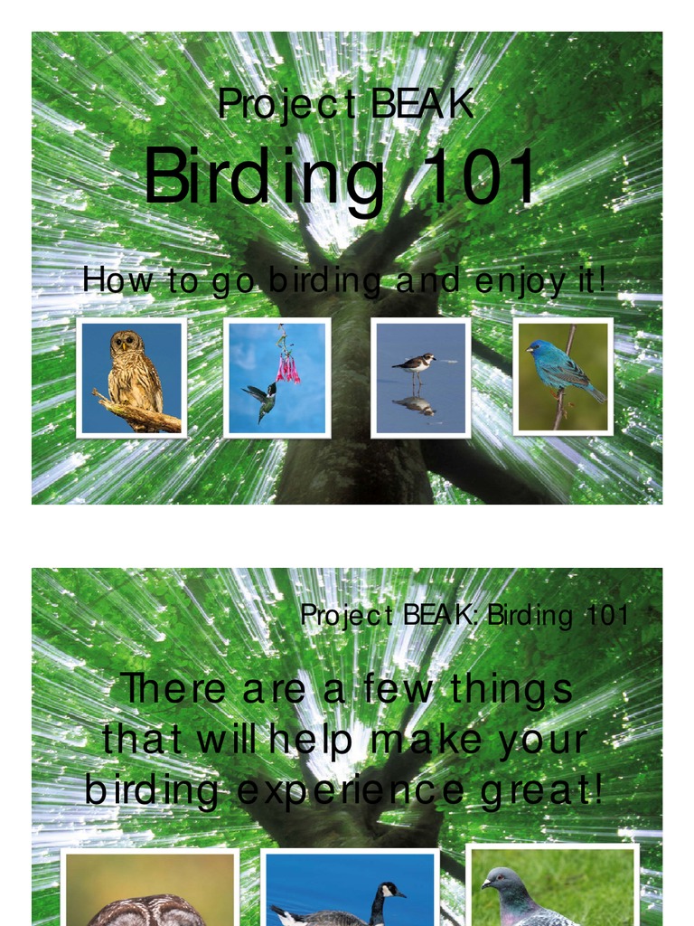 Birding 101 Powerpoint Pdf