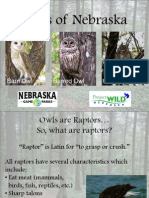 Owls of Nebraska PowerPoint