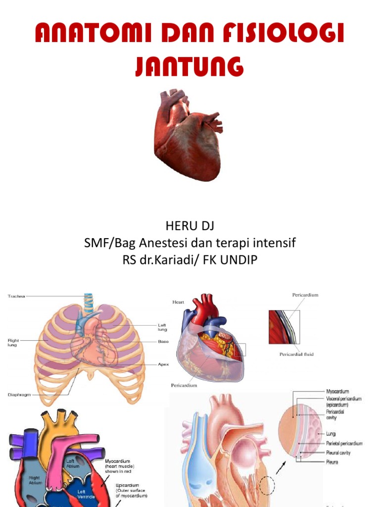 Anatomi Fisiologi Jantung  ANATOMI  DAN FISIOLOGI  JANTUNG  dr heru ppt