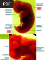 Chick Embryo Development Stages | PDF | Developmental Biology ...