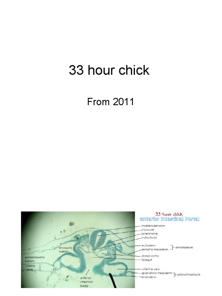 Chick Development Timelines: 33, 48, 72 Hours | PDF