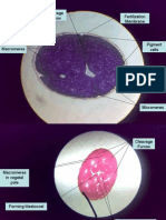Fertilization Membrane Cleavage Furrow
